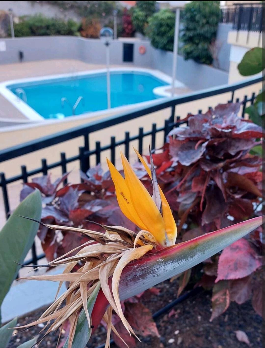 Balcon Atlantida Appartement Candelaria Buitenkant foto